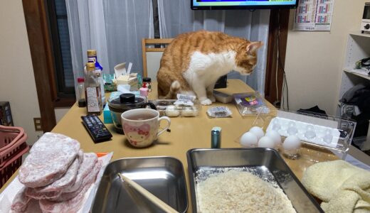 母さんというお仕事：精米機・ふき・猫遊び休憩